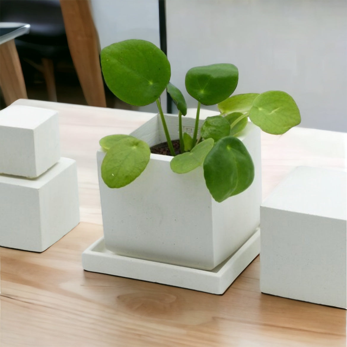 Pot de fleurs carré en béton blanc avec soucoupe et drainage